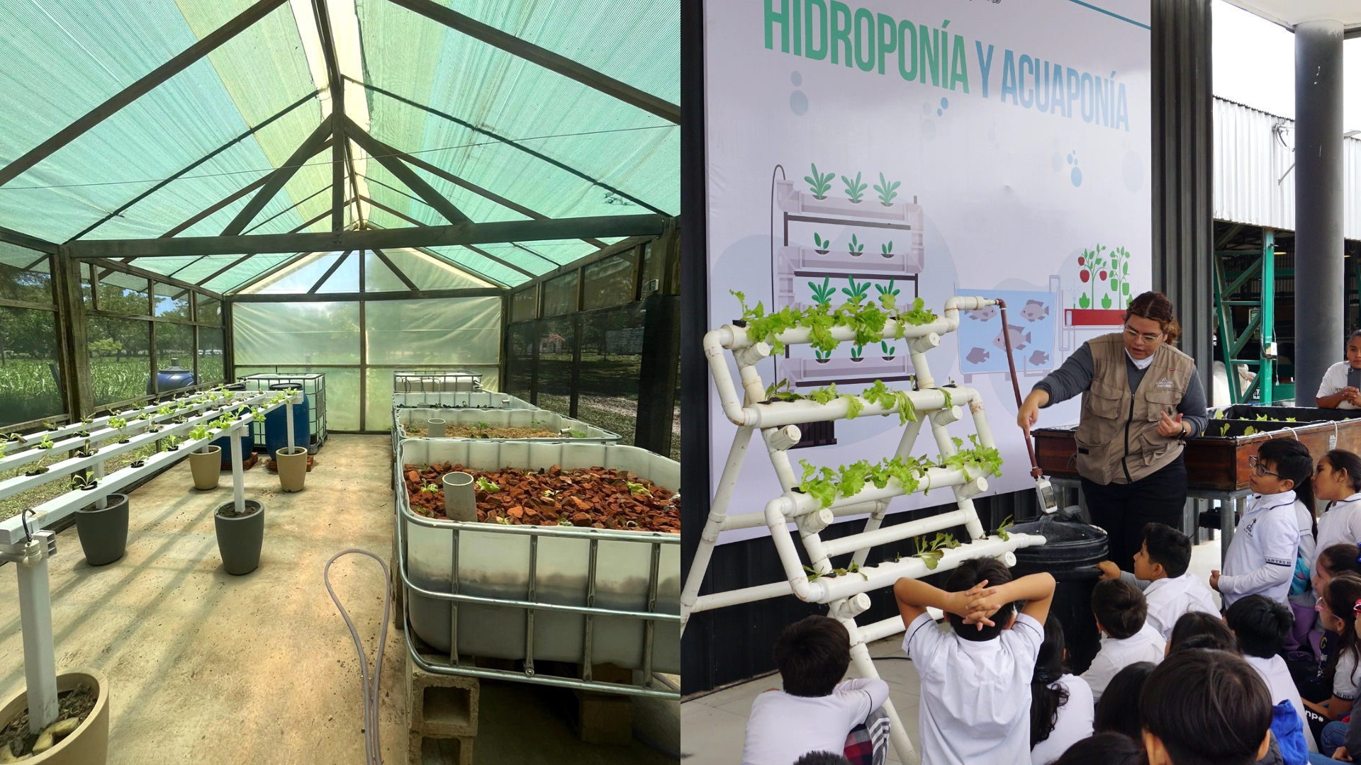 Acuaponía: un nuevo horizonte para la economía circular y la innovación sostenible de las comunidades 