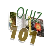 quiz 101