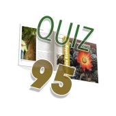 quiz 95